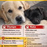 Foto de perro perdido en Ressons Sur Matz