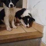 Foto de perro perdido en Alzen