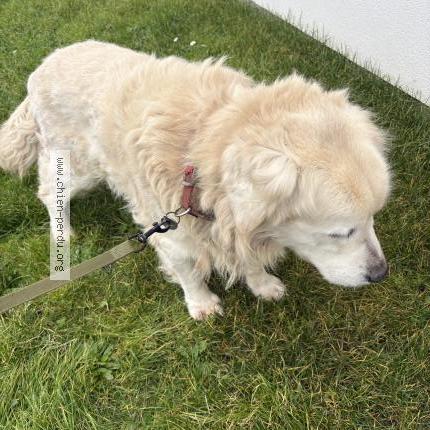 Foto de perro encontrado en Urville Nacqueville