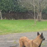 Foto de perro perdido en Brecey