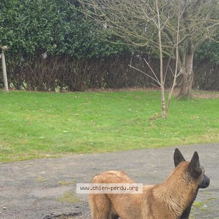 Foto de perro perdido en Brecey