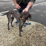 Foto de perro encontrado en Labenne