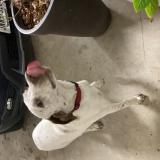 Foto de perro encontrado en Pinehurst