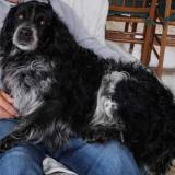 Foto de perro perdido en Saint Eliph