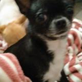 Foto de perro perdido en Beaulieu