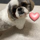 Foto de perro encontrado en Orleans