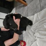 Foto de perro encontrado en Cuxac D Aude