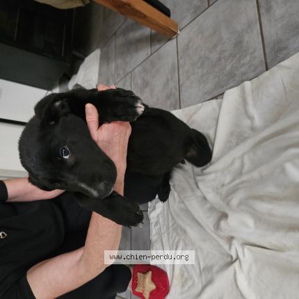 Foto de perro encontrado en Cuxac D Aude