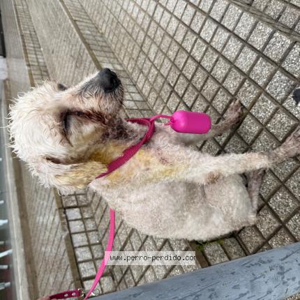 Foto 1/1 Perro encontrado Encontrado en Cordoba