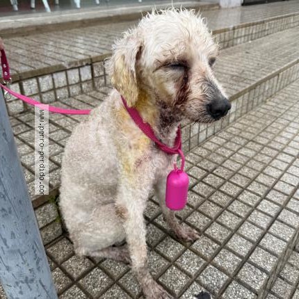Foto 1/1 Perro encontrado Encontrado en Cordoba