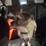 Foto de perro perdido en Hickory Hills