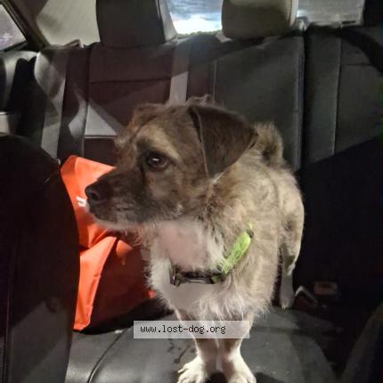 Foto 1/1 Smokey Chien perdido en Hickory hills