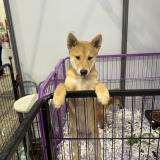 Foto de perro perdido en St Brieuc