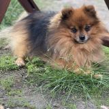 Foto de perro perdido en Mervent