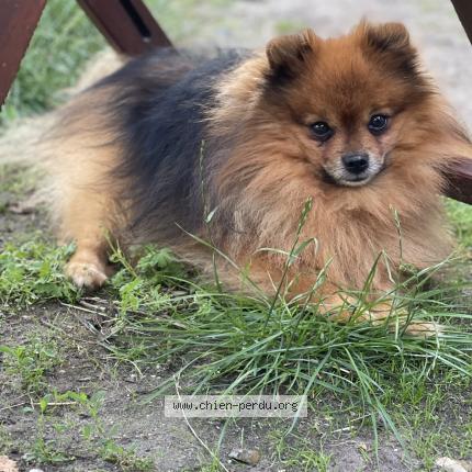 Foto 1/1 Monky Chien perdido en Mervent