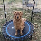 Foto de perro perdido en Aurora