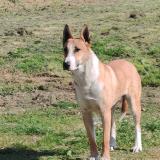 Foto de perro perdido en St Martin Des Champs