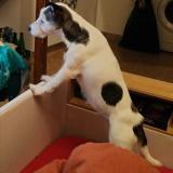 Foto de perro perdido en Nerac