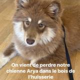 Foto de perro perdido en Laval
