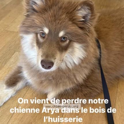 Foto 1/1 Arya Chien perdido en Laval