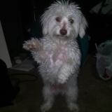 Foto de perro perdido en San Antonio