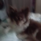 Foto de perro perdido en Aulnoye Aymeries