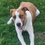 Foto de perro perdido en Benesse Les Dax