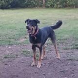 Foto de perro perdido en Chateaubriant