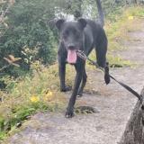 Foto de perro perdido en Saint Leu