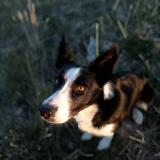 Foto de perro perdido en Mallemort