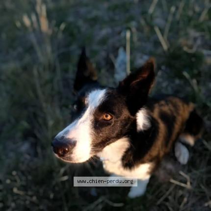 Foto 1/1 Twitt Chien perdido en Mallemort