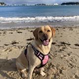 Foto de perro perdido en St Herblain