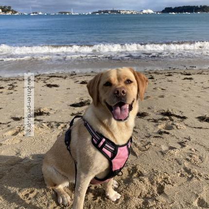 Foto 1/1 Starla Chien perdido en St herblain