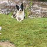 Foto de perro perdido en Plouguenast