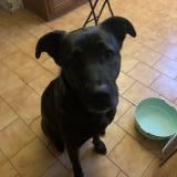 Foto de perro encontrado en Chevannes