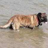 Foto de perro perdido en Scrignac