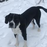 Foto de perro perdido en Lanet