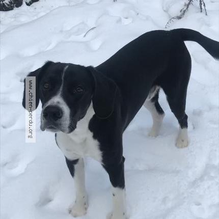 Foto de perro perdido en Lanet