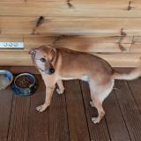 Foto de perro perdido en La Plaine Saint Paul