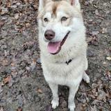 Foto de perro perdido en Namur