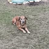 Foto de perro perdido en Saint Quentin Du Dropt