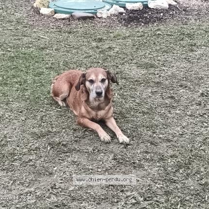 Foto 1/1 Djah&iuml;ka Chien perdido en Saint quentin du dropt
