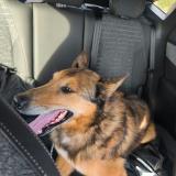 Foto de perro encontrado en Sotteville Les Rouen