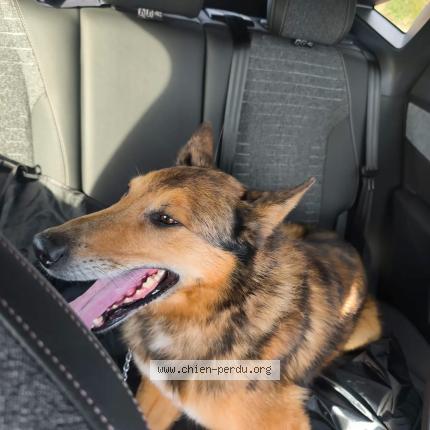 Foto de perro encontrado en Sotteville Les Rouen