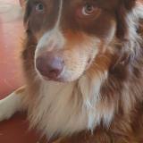 Foto de perro perdido en Allauch