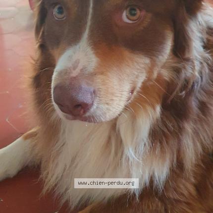 Foto de perro perdido en Allauch