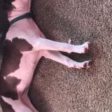 Foto de perro encontrado en Eureka