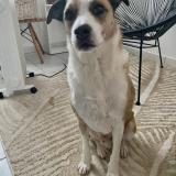 Foto de perro perdido en Bordeaux