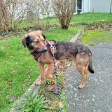 Foto de perro perdido en Lillebonne