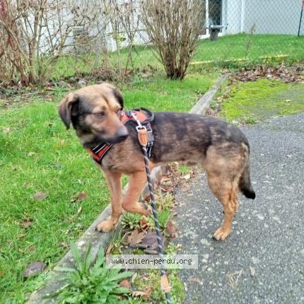 Foto 1/1 Malyo Chien perdido en Lillebonne